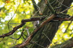 Certhia brachydactyla