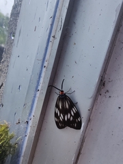Milleria litana