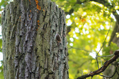 Certhia brachydactyla