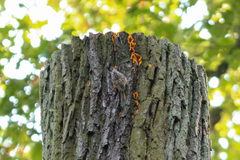 Certhia brachydactyla