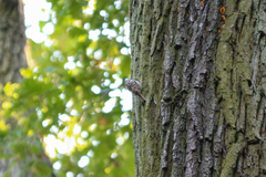 Certhia brachydactyla