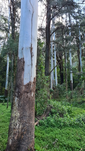 Eucalyptus grandis W.Hill 3