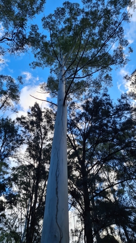 Eucalyptus grandis W.Hill 4