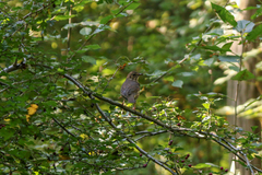 Turdus philomelos