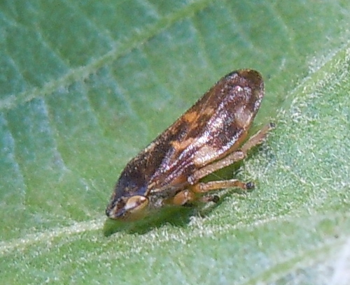 peniarka obyčajná (Philaenus spumarius)