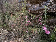 Epacris reclinata