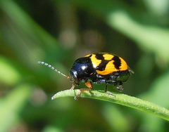 Cryptocephalus anticus