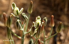 Albuca setosa