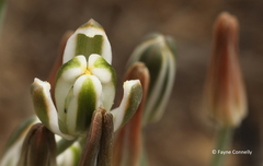 Albuca setosa
