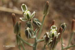 Albuca setosa