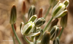 Albuca setosa