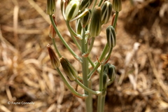 Albuca setosa