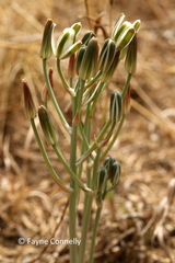 Albuca setosa