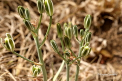 Albuca setosa