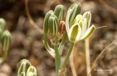 Albuca setosa