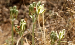Albuca setosa