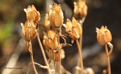 Albuca setosa