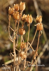 Albuca setosa