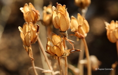 Albuca setosa