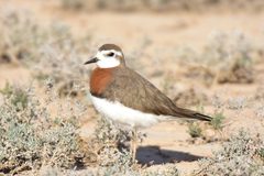 Charadrius asiaticus