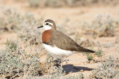 Charadrius asiaticus
