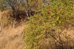 Woodfordia fruticosa