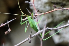 Acrometopa macropoda