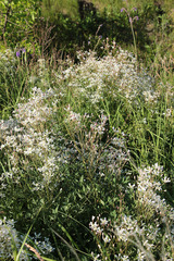 Clematis lathyrifolia