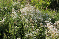 Clematis lathyrifolia