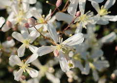Clematis lathyrifolia