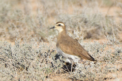 Charadrius asiaticus