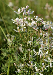 Clematis lathyrifolia