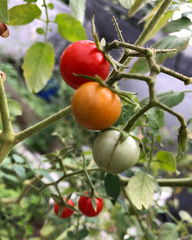 Solanum lycopersicum