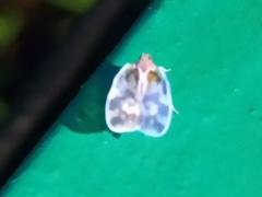 Borysthenes maculatus