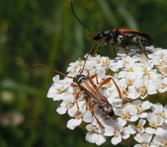 Stenopterus flavicornis