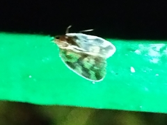 Borysthenes maculatus