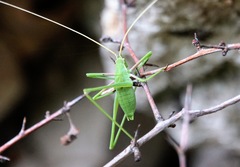 Acrometopa macropoda