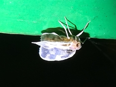 Borysthenes maculatus