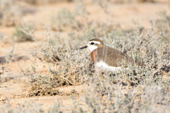 Charadrius asiaticus