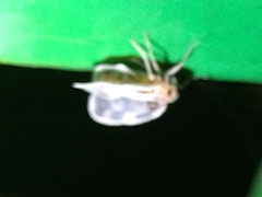 Borysthenes maculatus