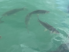 Leptobarbus rubripinna