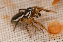 Pelegrina flavipes
