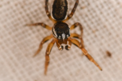 Pelegrina flavipes