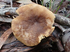 Lactifluus leonardii
