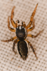 Pelegrina flavipes