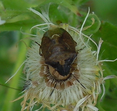 Rubiconia intermedia
