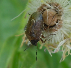 Rubiconia intermedia