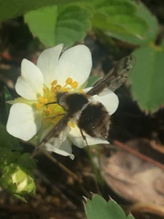 Bombylius pygmaeus