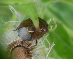 Rubiconia intermedia