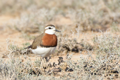Charadrius asiaticus
